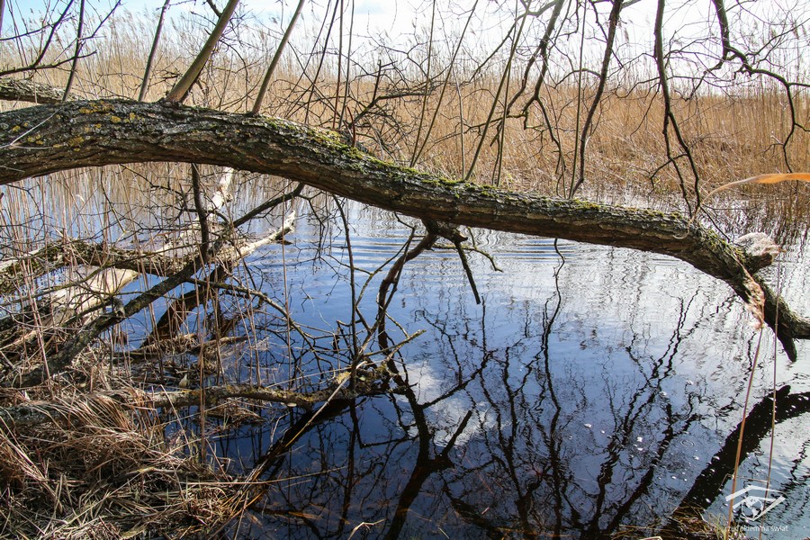 drzewo pochylone nad wodą, Zerwany Most