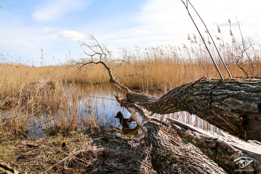 drzewo nad wodą