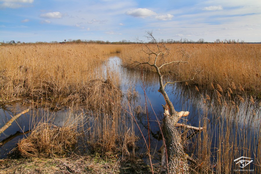 widok na rozlewisko Narwi, Zerwany Most nad Narwią