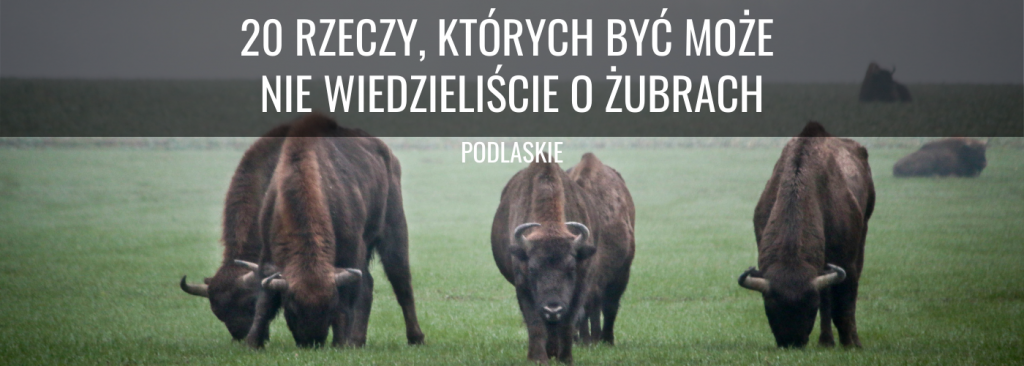 Żubr - zwierzęta pasące się na łące