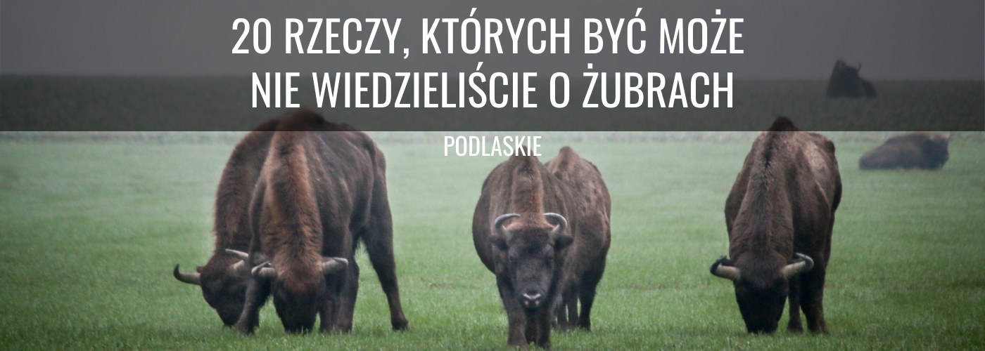 Żubr - zwierzęta pasące się na łące