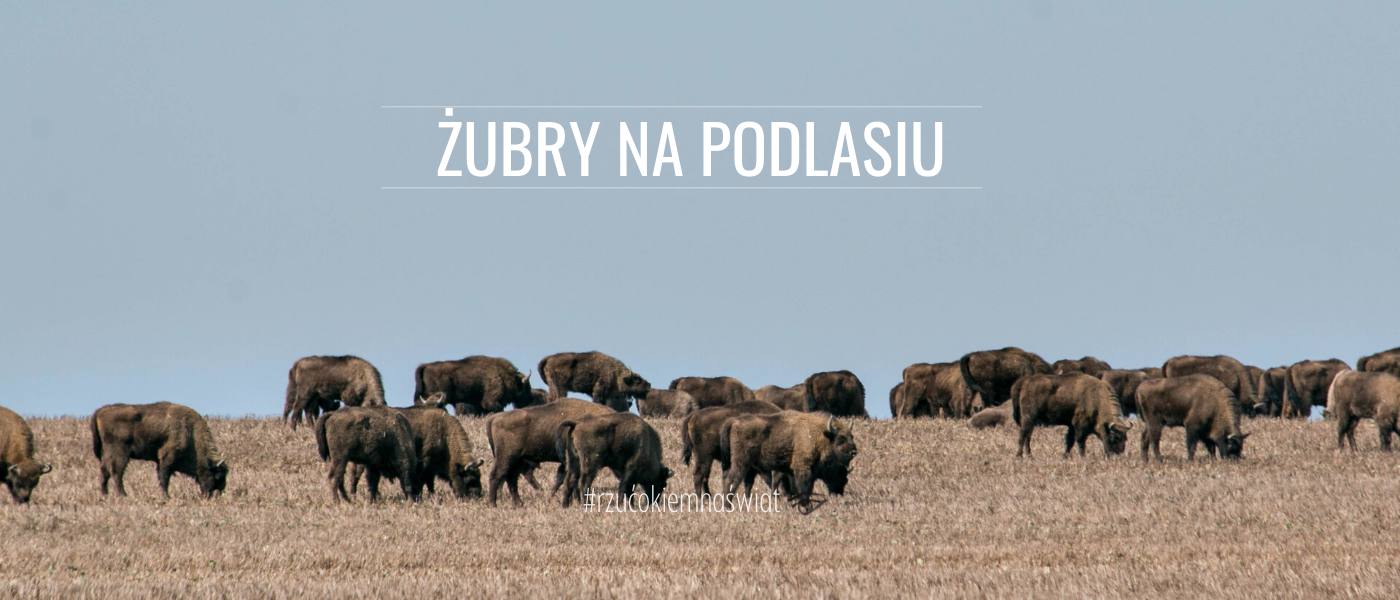 żubry pasące sie na polu