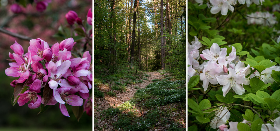 Arboretum w Kopnej Górze