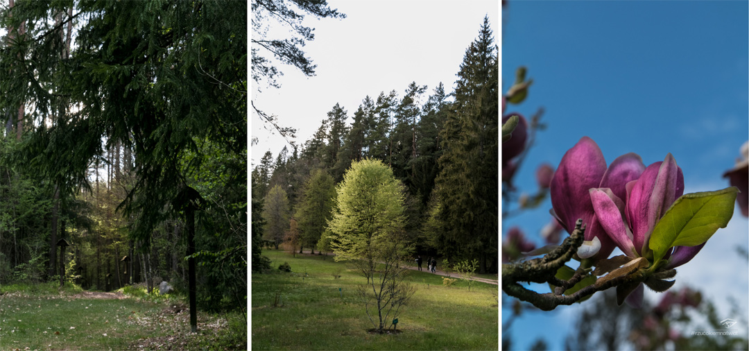 Arboretum w Kopnej Górze