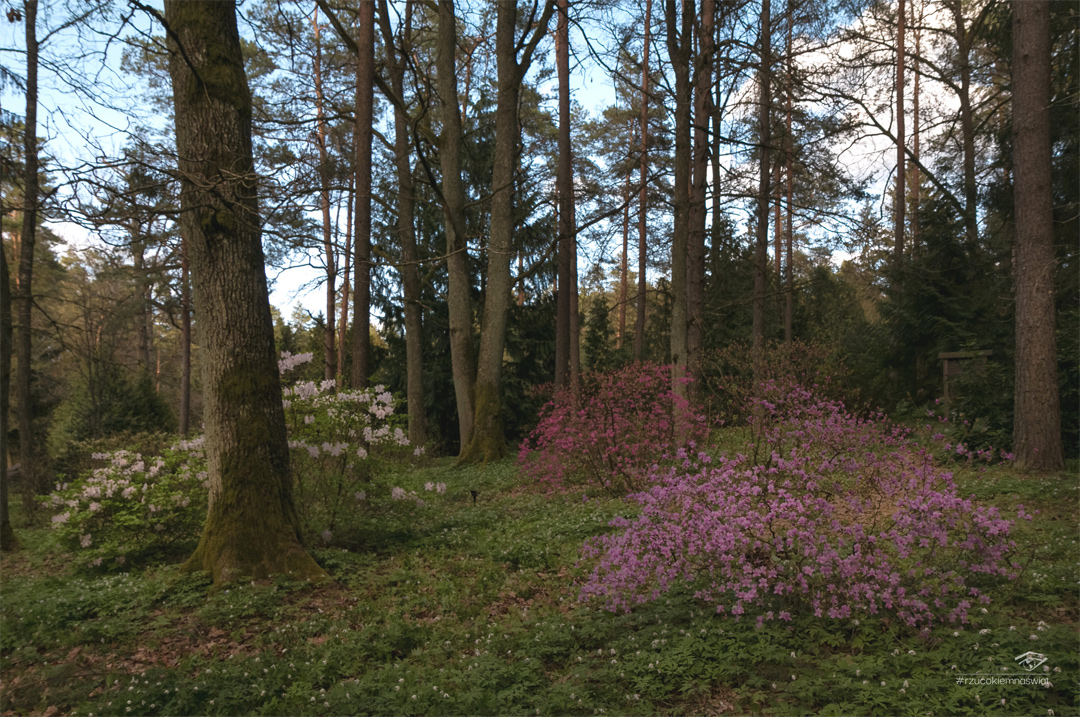 Arboretum w Kopnej Górze