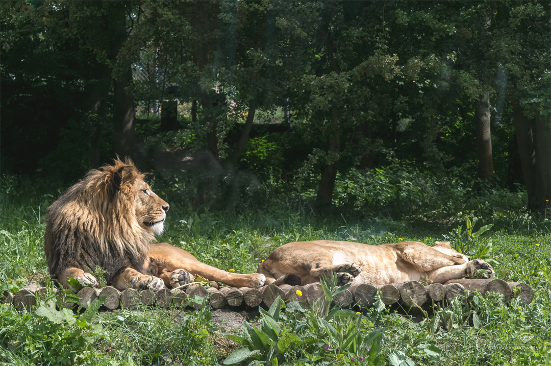 Safari Park Dvur Kralove