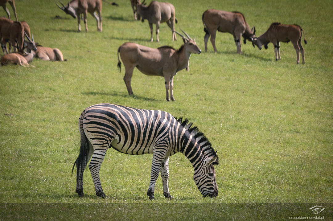 Safari Park Dvur Kralove