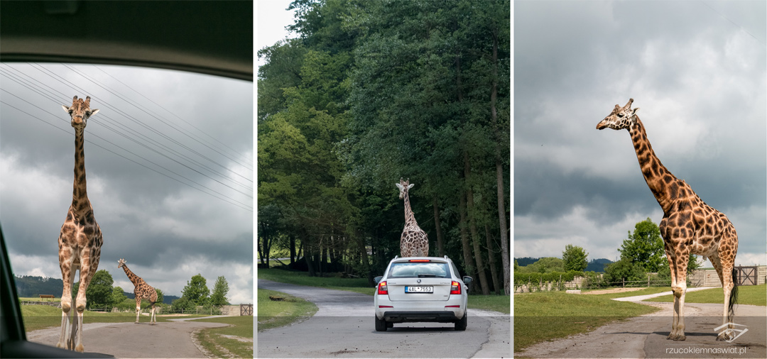 Safari Park Dvur Kralove