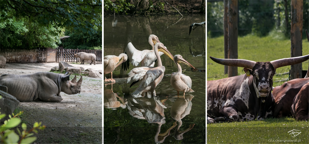 Safari Park Dvur Kralove