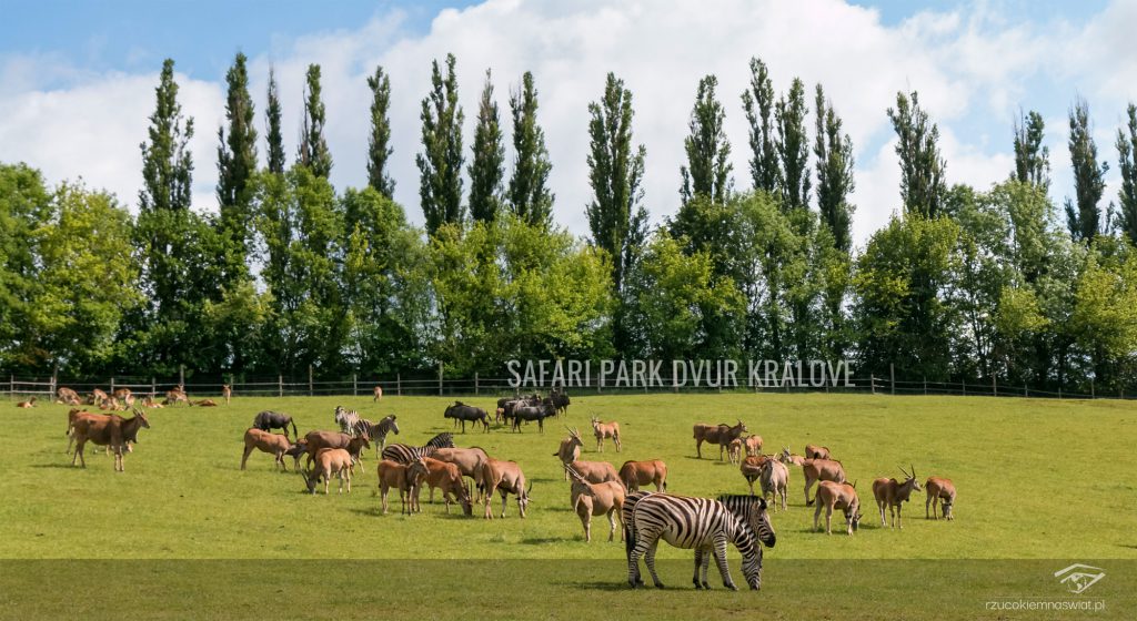 Safari Park Dvur Kralove