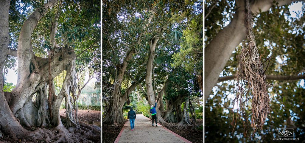 San Anton Gardens