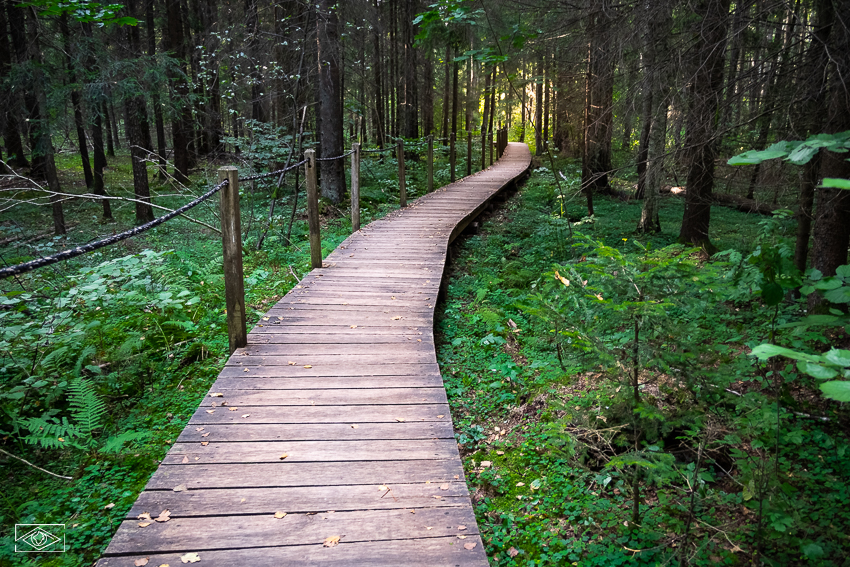 Żebra Żubra, Białowieża