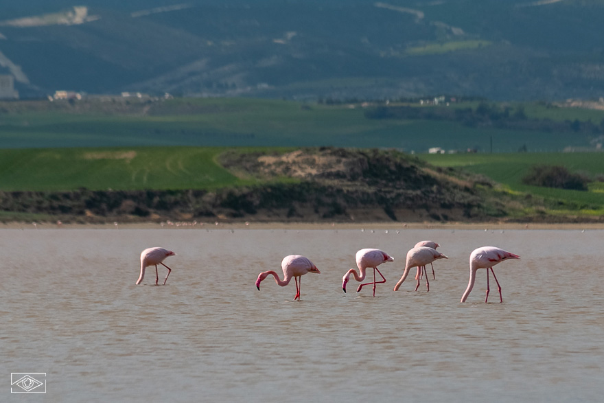 Flamingi zimą