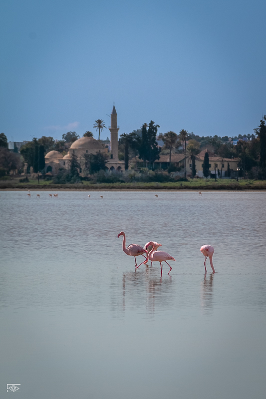 flamingi na Salt Lake