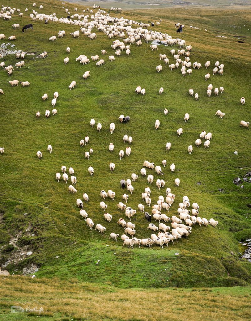 Bucegi