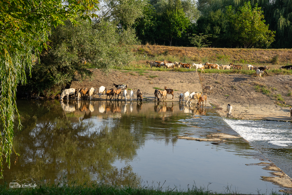 rzeka Osym