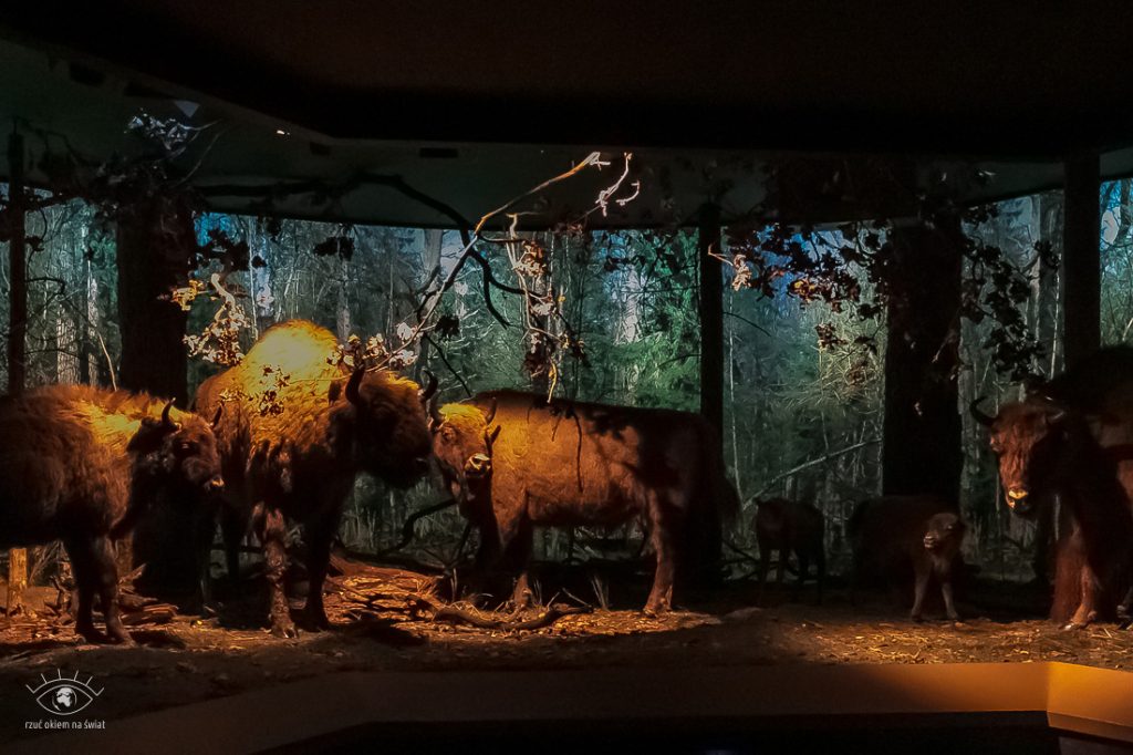 Białowieża Muzeum Przyrodniczo Leśne im. prof. J. Miklaszewskiego
Białowieski Park Narodowy.
