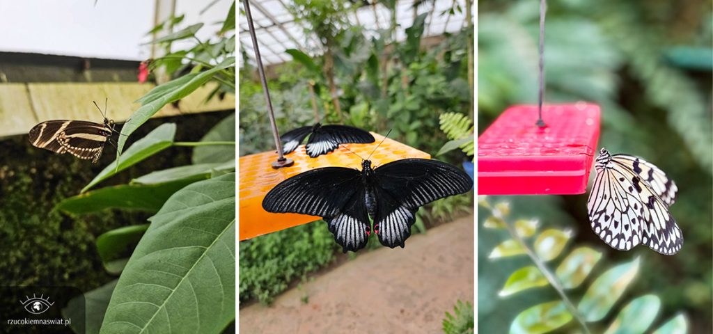 Benalmadena motylarnia