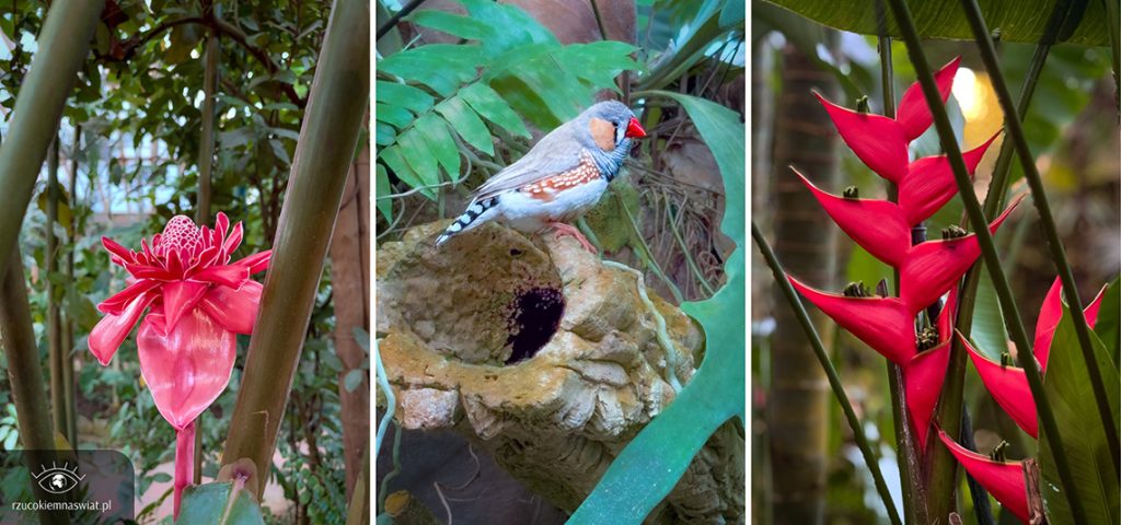 Benalmadena motylarnia