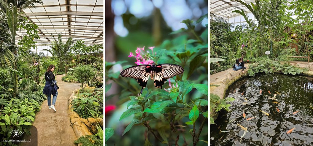 Benalmadena motylarnia