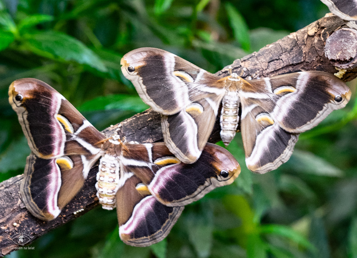 Benalmadena motylarnia