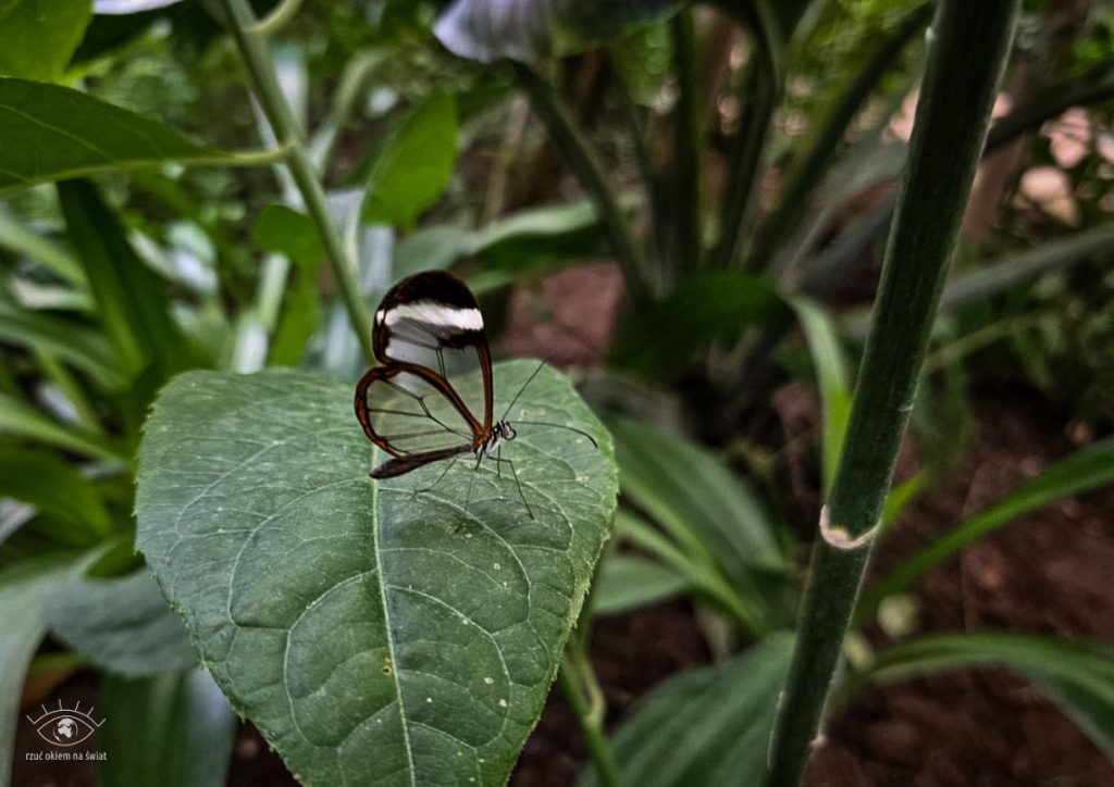 Motylarnia Benalmadena