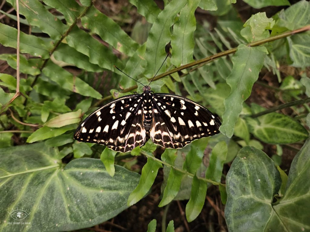 Motylarnia Benalmadena